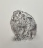 Collette Hoefkens at Norton Way Gallery, Hertfordshire. This original artwork by British artist, Collette Hoefkens, is an original artist's drawing. It depicts a winter's brown Hare, sitting in the grass.