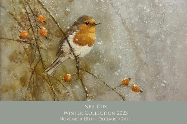 Neil Cox. Beautiful oil painting from Neil Cox. Original painting of a Robin by Neil Cox