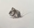 Collette Hoefkens at Norton Way Gallery, Hertfordshire. This original artwork by British artist, Collette Hoefkens, is an original artist's drawing. It depicts a tiny Woodmouse, eating whilst sitting in the grass.